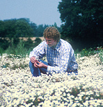 Geof Lyth inspecting a crop of Roman chamomile in the united Kingdom