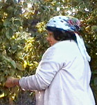 Bulgarian rose harvesting