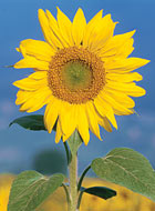 Sunflower benefits for skin