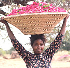 Zambian rose benefits for skin