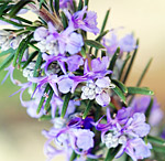 Rosemary herb - Rosmarinus officinalis