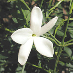 Jasmine flower at maturity