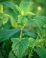 Melissa essential oil helps to ease the symptoms of dementia, according to research.