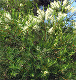 Tea tree leaves produce essential the oil