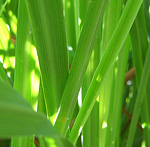 Lemongrass eases muscle cramps