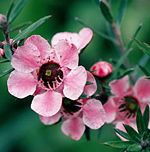 Manuka essential oil is an effective herbicide