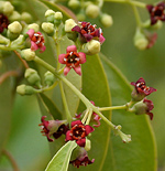 Sandalwood flowers