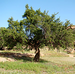 Argan oil cooperative