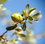 Argon fruit