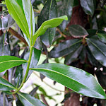 East African Greenheart threatened
