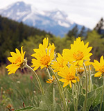 Arnica montana flowers