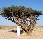 Frankincense tree