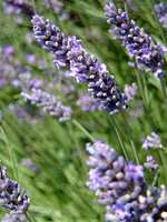 Lavender flowers