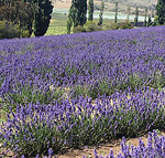 Lavender crop in Tasmania