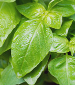 Basil essential oil shows bacteriostatic effects