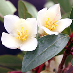 New species of Medinella discovered in Fiji