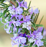 Rosmarinus officinalis