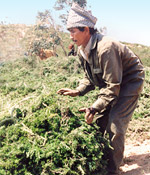 Cutting and baling rosemary