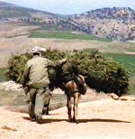 Transporting rosemary by donkey to the still