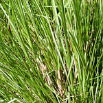 Vetiver grass
