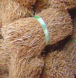 Dried vetiver roots