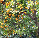 Bitter orange tree