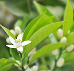 Bitter orange leaves are the source of petitgrain essential oil