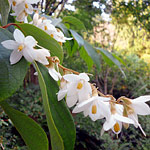 Flowers of Styrax benzoin