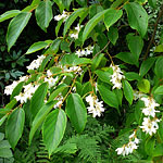 Flowers of Styrax benzoin