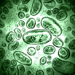 E. coli destroyed by clove bud essential oil