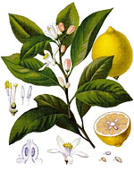 Citrus limonum essential oil profile.