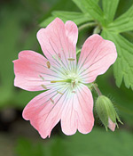 Geranium Bourbon flower in bloom