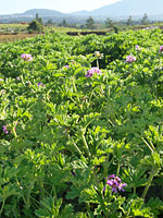 Geranium Bourbon crop growing in Reunion
