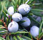 Juniper Berries (Juniperus communis)
