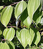 Cinnamon leaves (Cinnamomum verum)