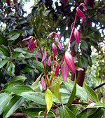 Cinnamon leaves (Cinnamomum verum)