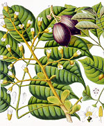 Canarium luzonicum