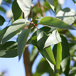 Eucalyptus citriodora leaves