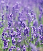 Lavender essential oil effective against migraines