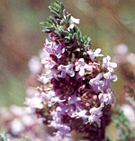 Thyme essential oil reduces inflammation