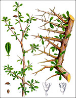 Myrrh essential oil is derived from Commiphora myrrha