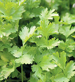 Coriander essential oil shows antibacterial effect