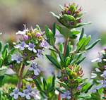 Thymus vulgaris