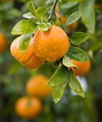 Citrus reticulata