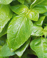 Sweet basil leaves