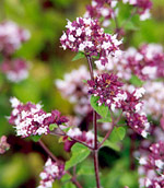 Origanum majorana flowers