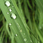 Palmarosa essential oil profile