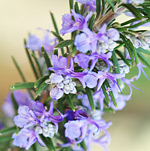 Rosemary essential oil improves memory