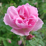 Rose essential oil has a relaxing effect