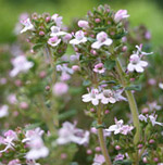 Sweet thyme flowers